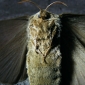 Mother Moth