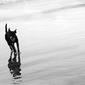 Beachy Dog