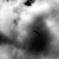 Flow Bird