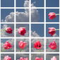 Tulip/Sky
