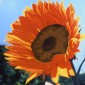 A Bright Beginning