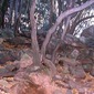 The Woods the Woods