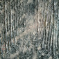 Greg Jarvis