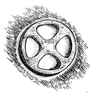 Swimming Rabbit
