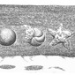 Flesh Man Or Flesh Starfish (European)