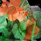 garden transitions 10