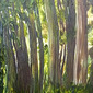 rabit island trees,nelson, n.z.