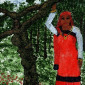 Coffee Tree and a Coorgi Maid