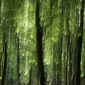Wood of Dreams I