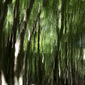 Wood of Dreams II