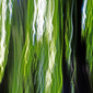 Wood of Dreams IV