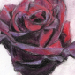 Baccara Rose
