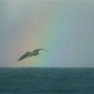 To Fly
