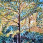 Gingko Tree