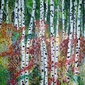 Birch Forest