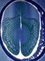 Alexandra Holownia