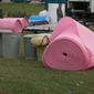 Pink, No. 2