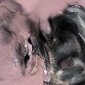 Black Swan