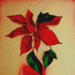 Poinsettia