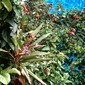 Imaginary Coastal Vegetation 2