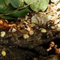 Snail shepherd