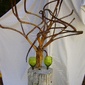 vegetarian antlers