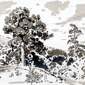 Pines