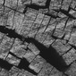 old bog oak