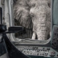 Abandoned Room With Elephant