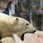 Abandoned Room With Bear