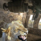 Abandoned Room With Lion
