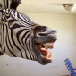 Abandoned Room With Zebra