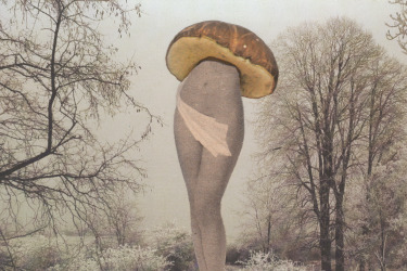 Collection Les Champyrénéens; created by Avoir l' Herbot