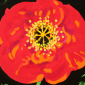 Poppy
