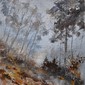 in the wood 452140