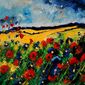 poppies 4582