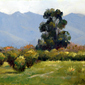 A Rainy Day in Tucson