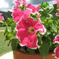 petunia