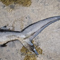 Shark Tail