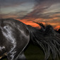 Horse`s tail at sunset
