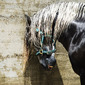 Andalucian Stallion