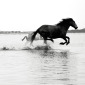Horses galloping on water