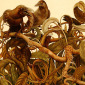 Three Crows in Curly Willow
