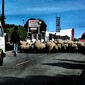 The Cool Shepherds Of Dingle