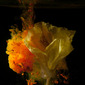 sensual flowers