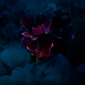color is on flowers