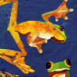 Mad Frogs