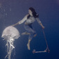 jellyfish