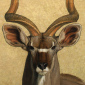 Kudu
