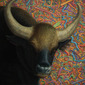 Bull in a Plastic Shop